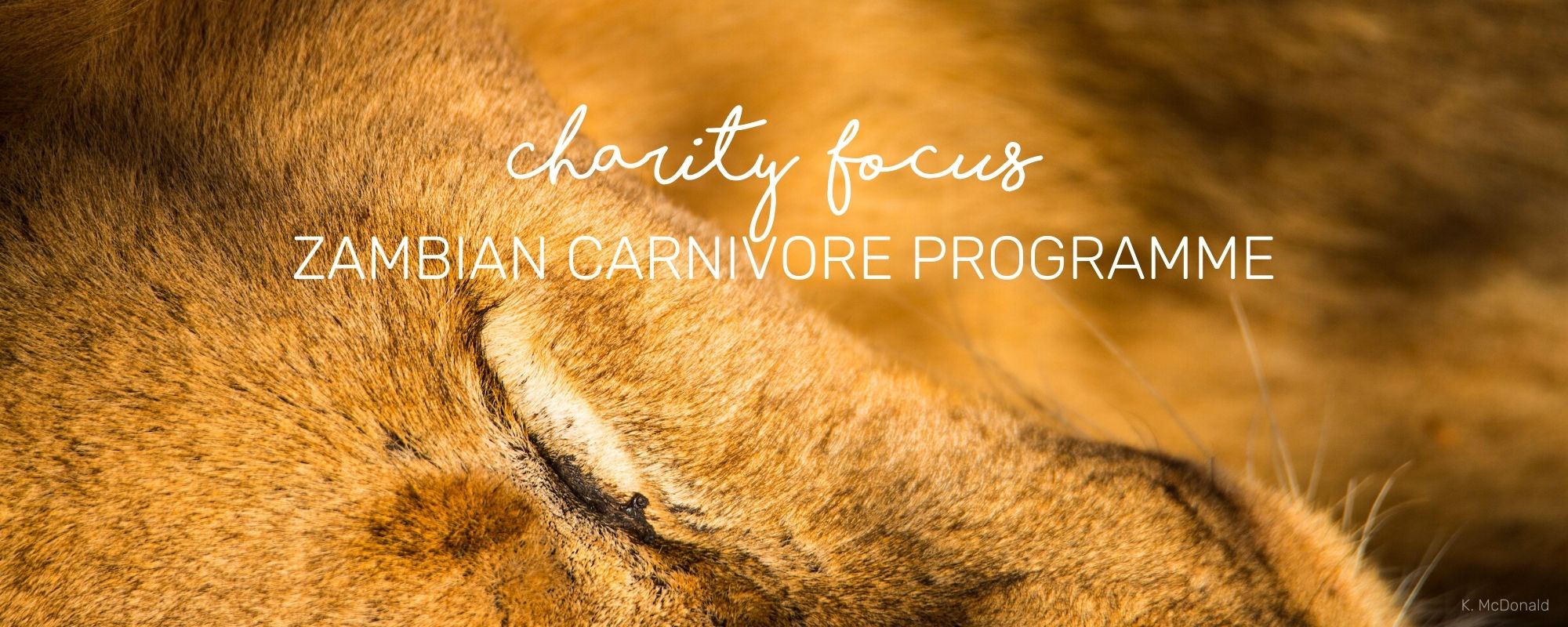 CHARITY FOCUS - ZAMBIAN CARNIVORE PROGRAMME