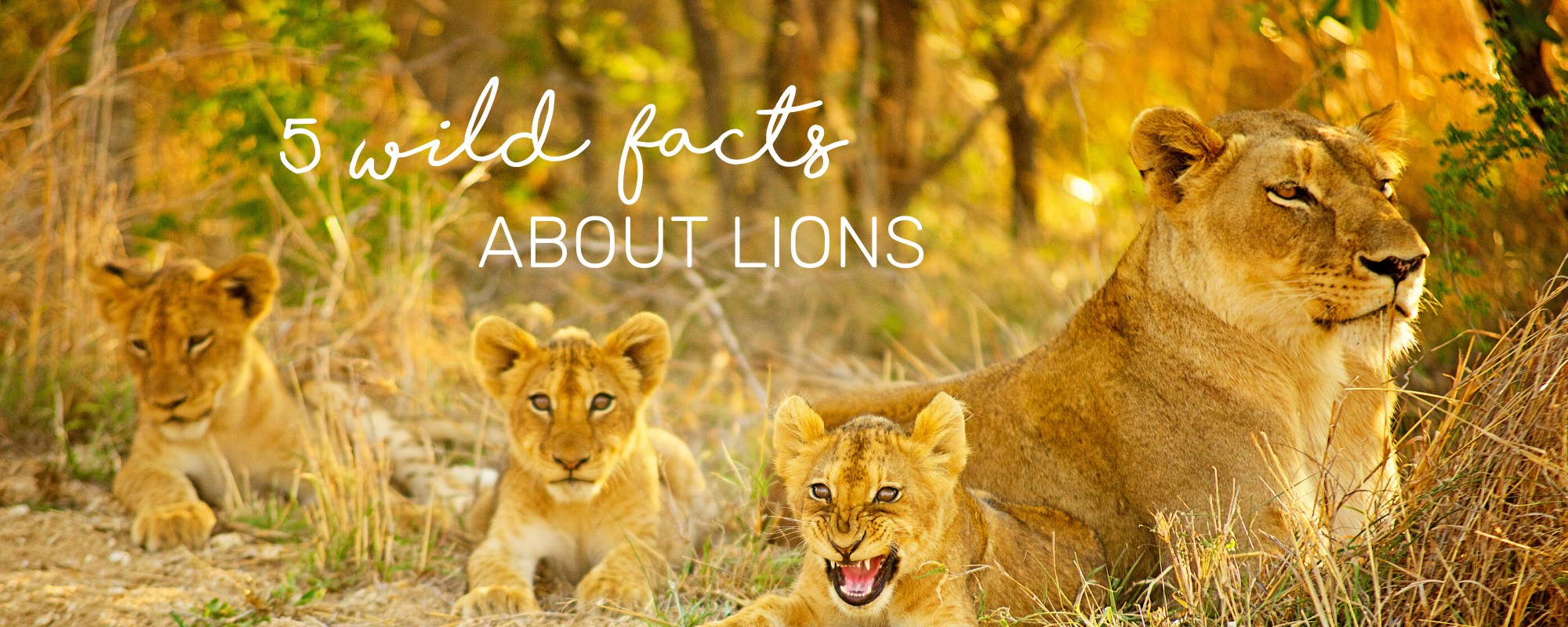 5 LION WILD FACTS