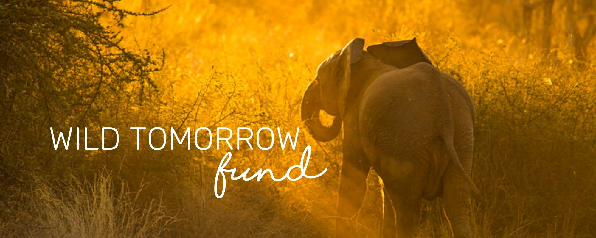 WILD TOMORROW FUND