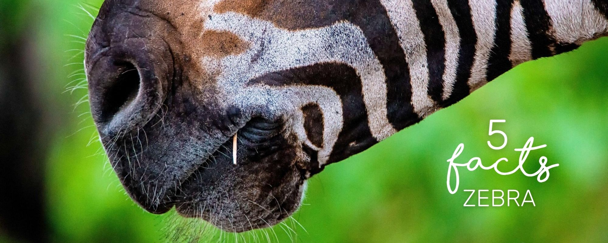 5 INTERESTING ZEBRA FACTS