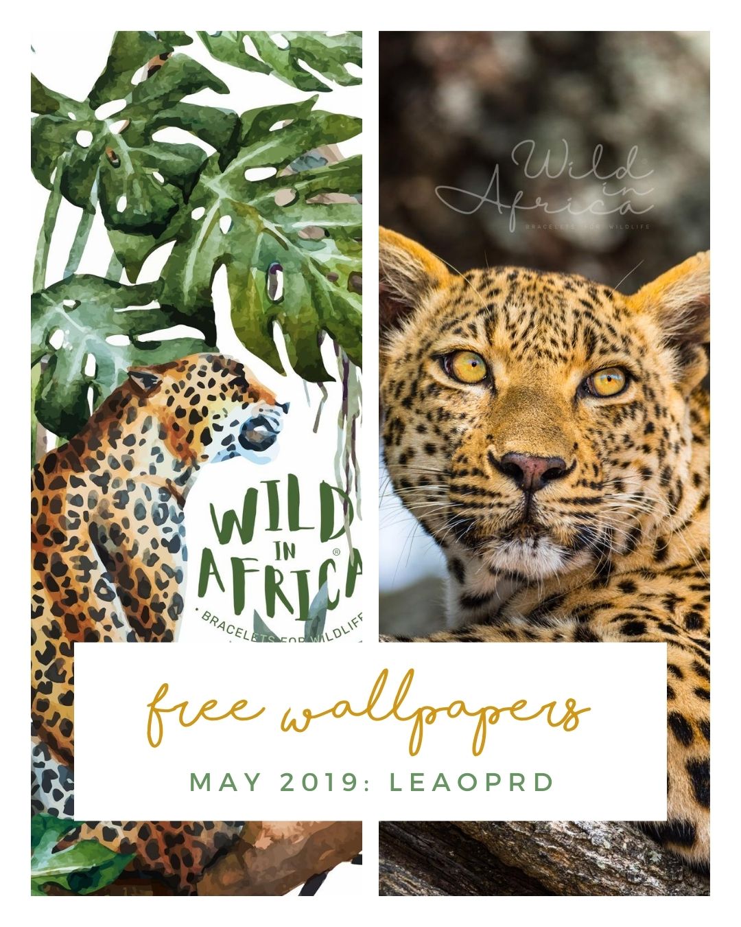 FREE MAY DOWNLOADS
