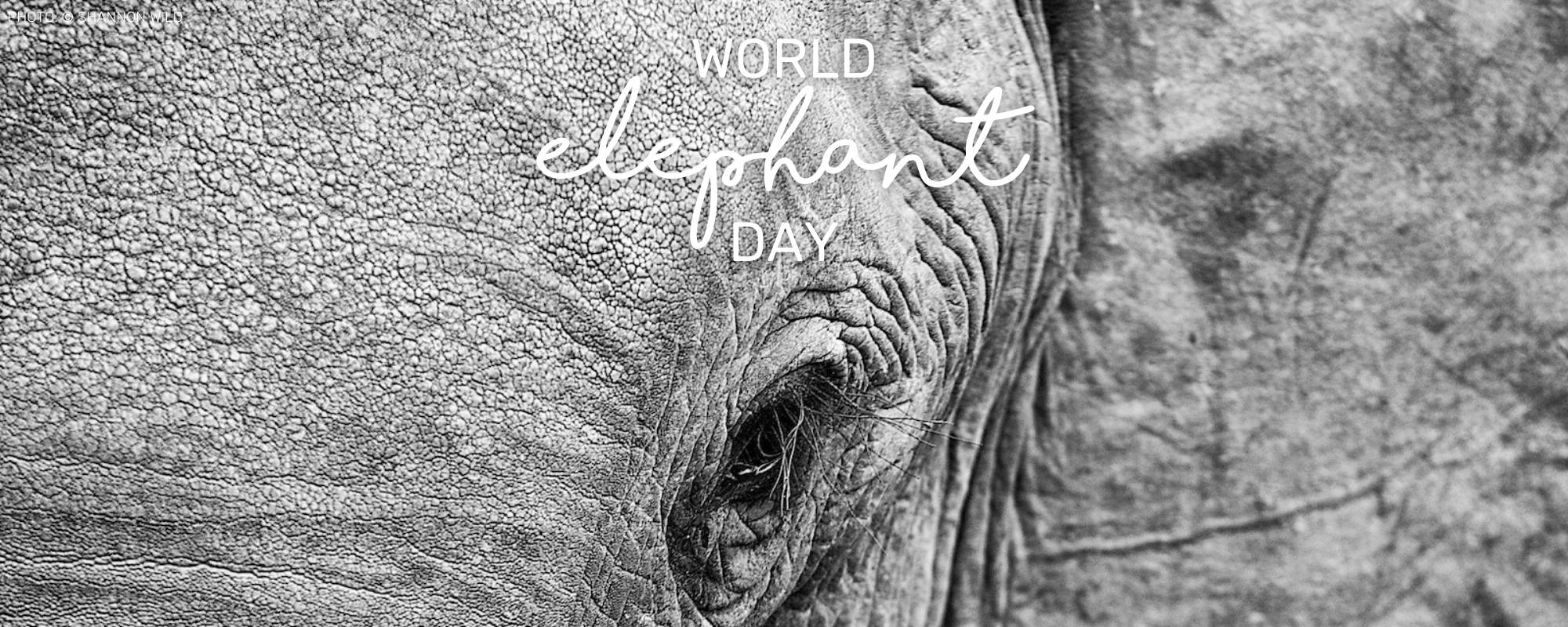 World Elephant Day