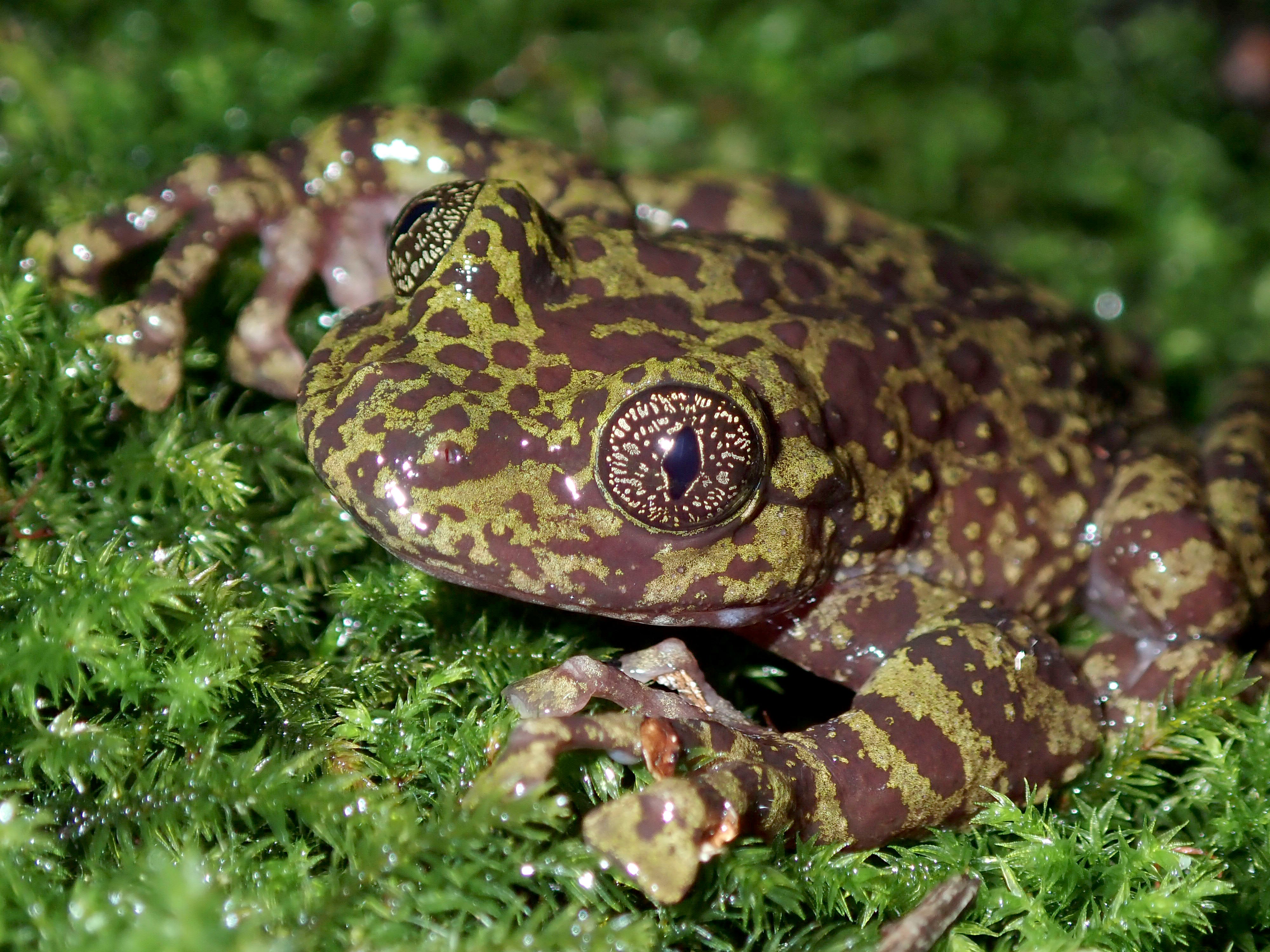 Table Mountain Ghost Frog Charity Bracelet: A Symbol of Hope and Conservation