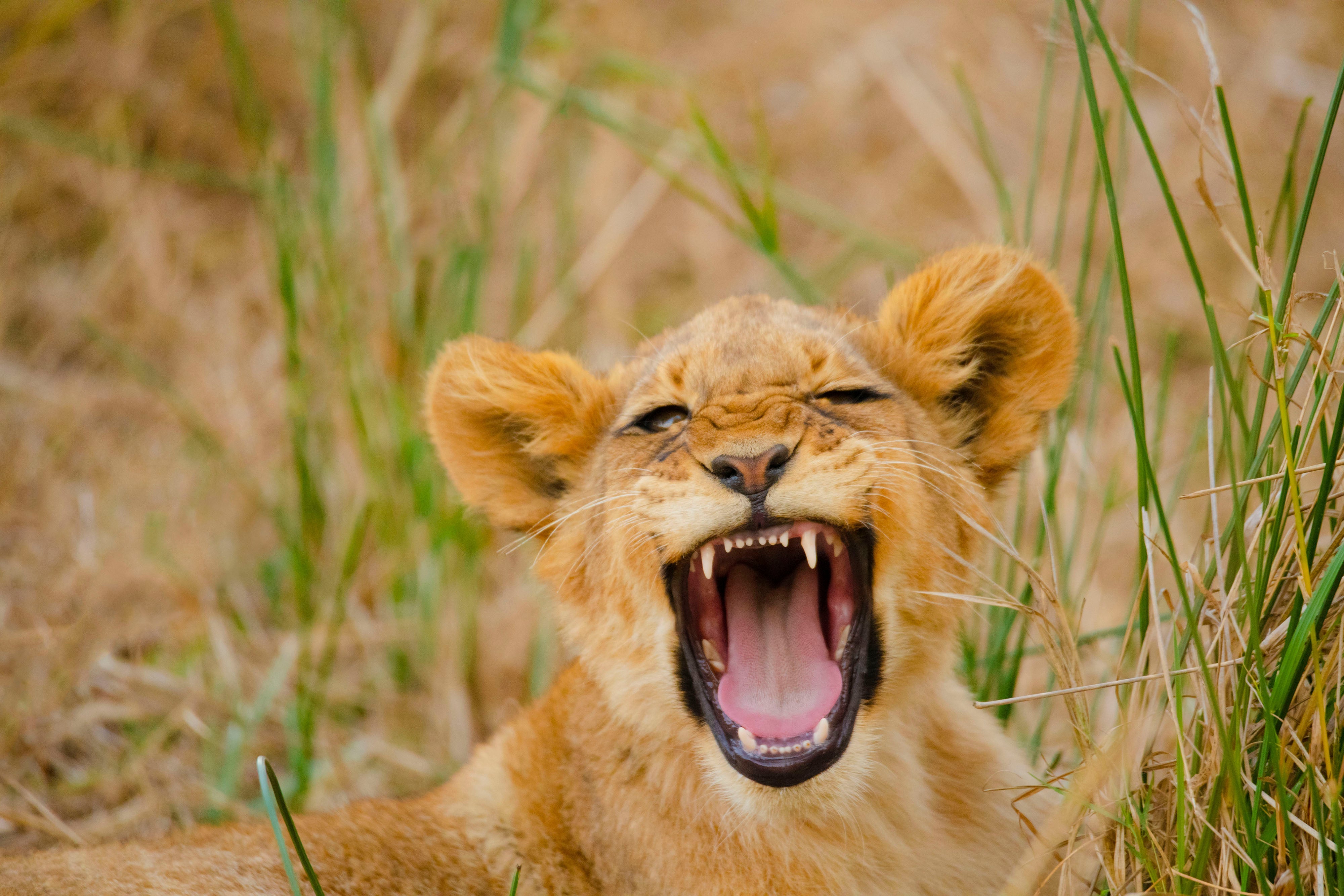 Roar of Recovery: India’s Asiatic Lions Triple Over a Decade