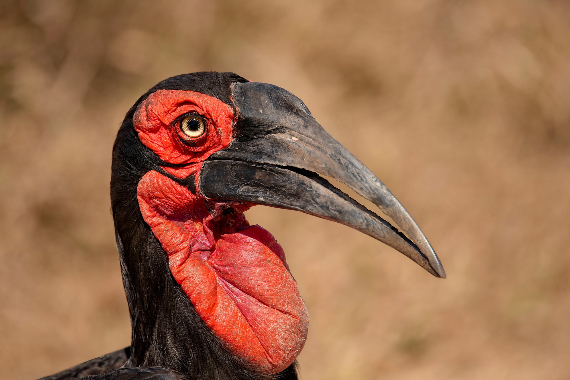 Uncover the need for Ground-Hornbill conservation