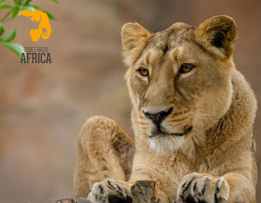 Over & Above Africa Charity Bracelet