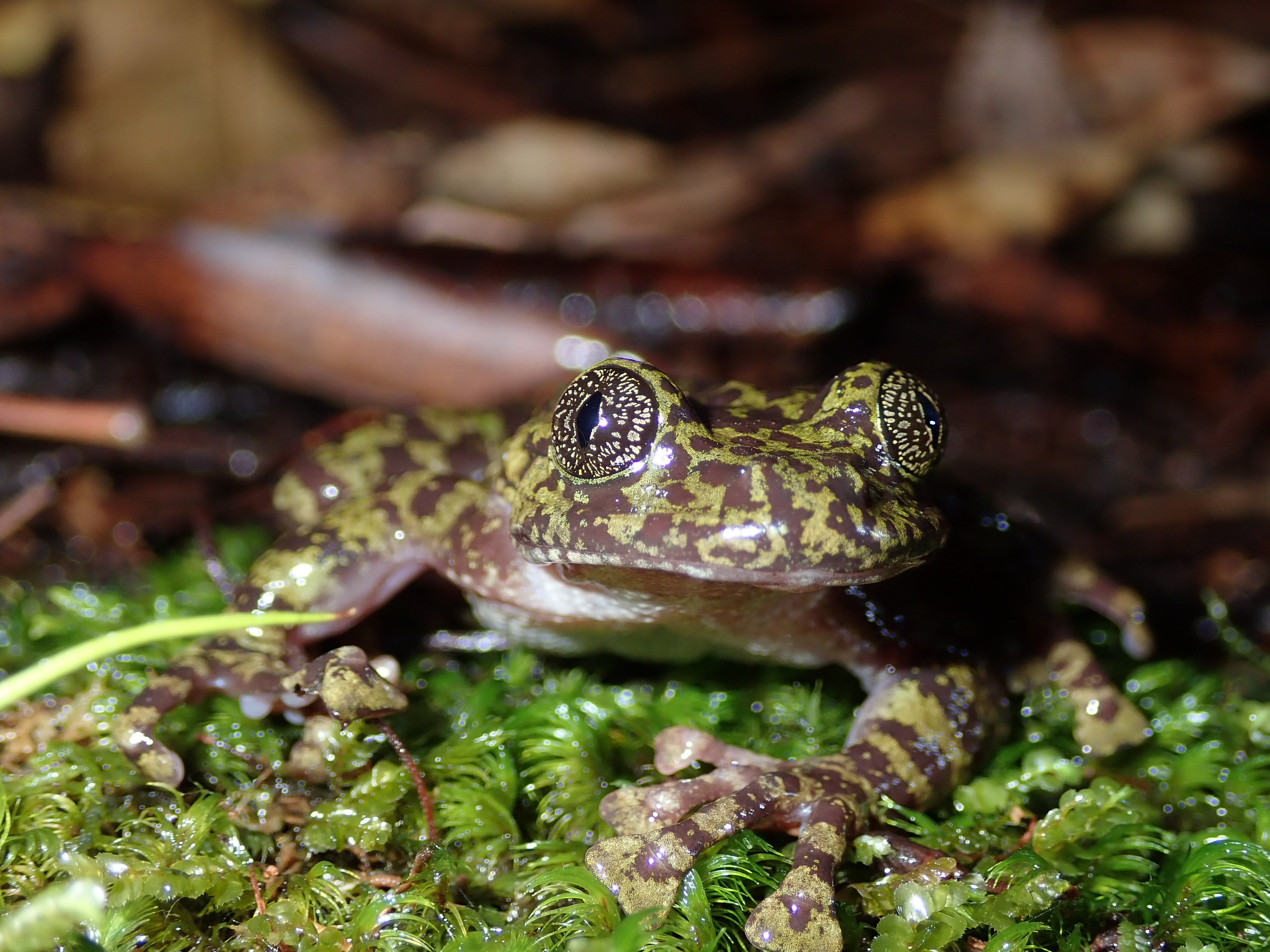 Table Mountain Ghost Frog EWT Charity Bracelet