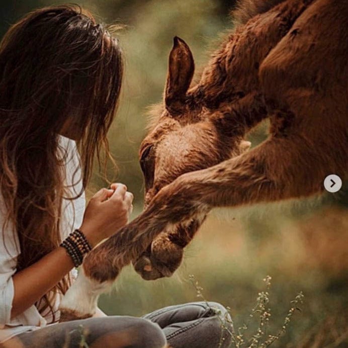 The Backwater Sanctuary - Horse Charity Bracelet