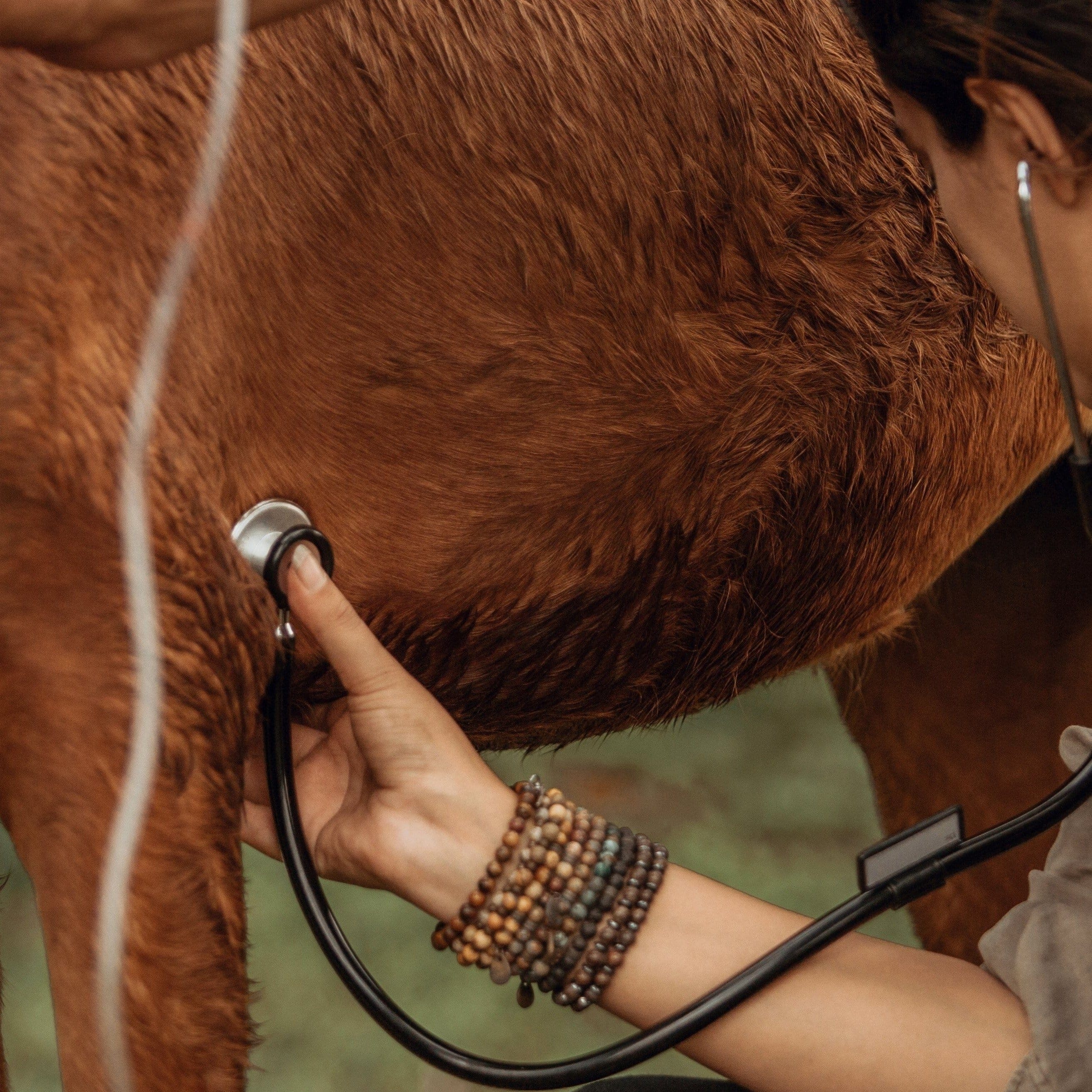 Backwater Sanctuary - Horse Charity Bracelet - Wild In Africa