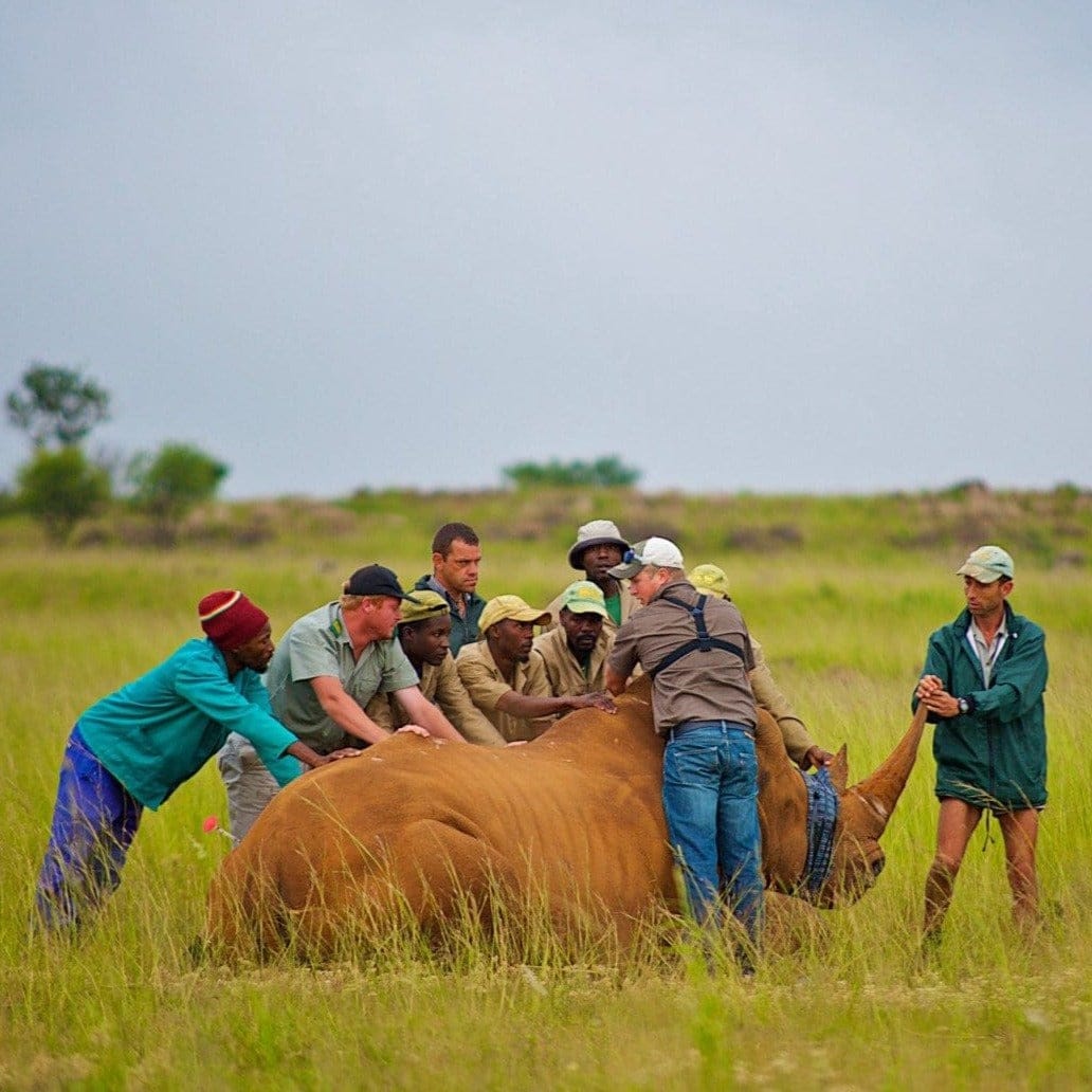 rescuing Rhino