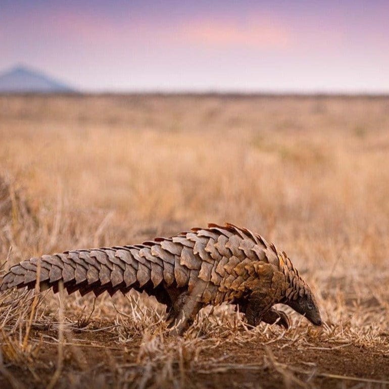 Pangolin Preservation Charity Bracelet Wild In Africa
