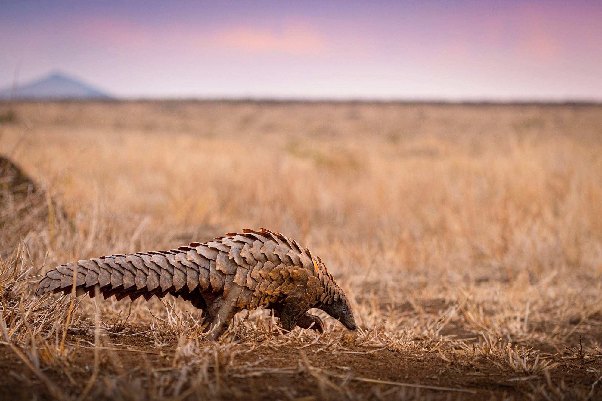 5 Ways to Help Save the Pangolin Today