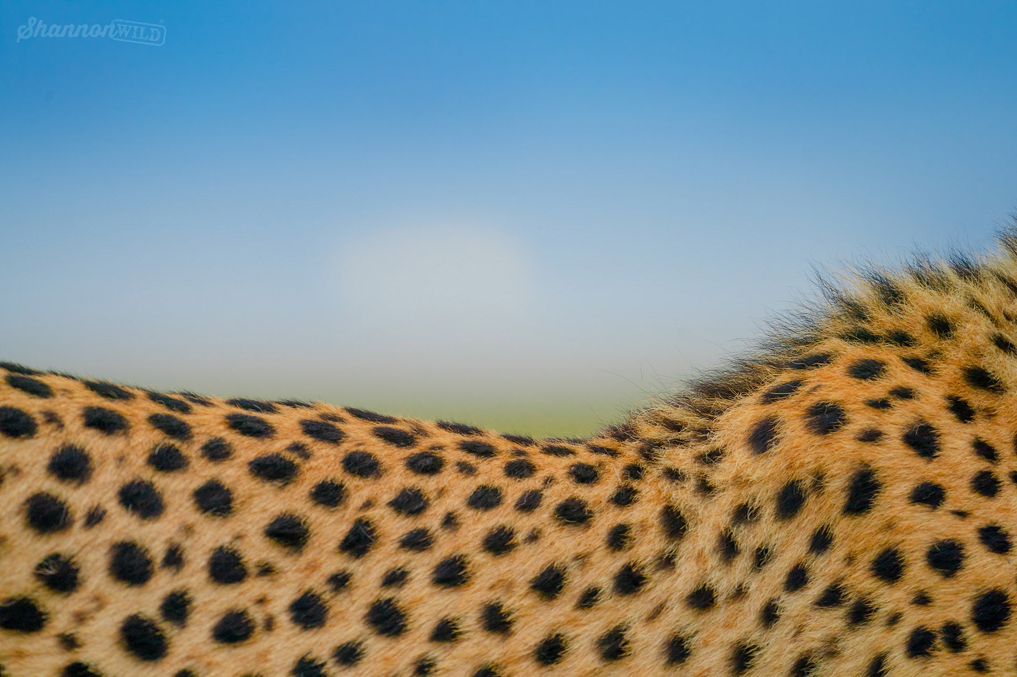 Why the Cheetah is Africa's Most Fascinating Big Cat: An In-Depth Look