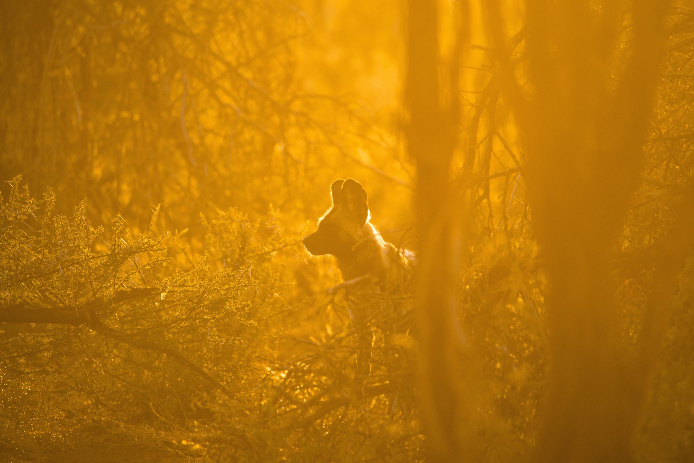 5 Animal Facts About African Wild Dogs