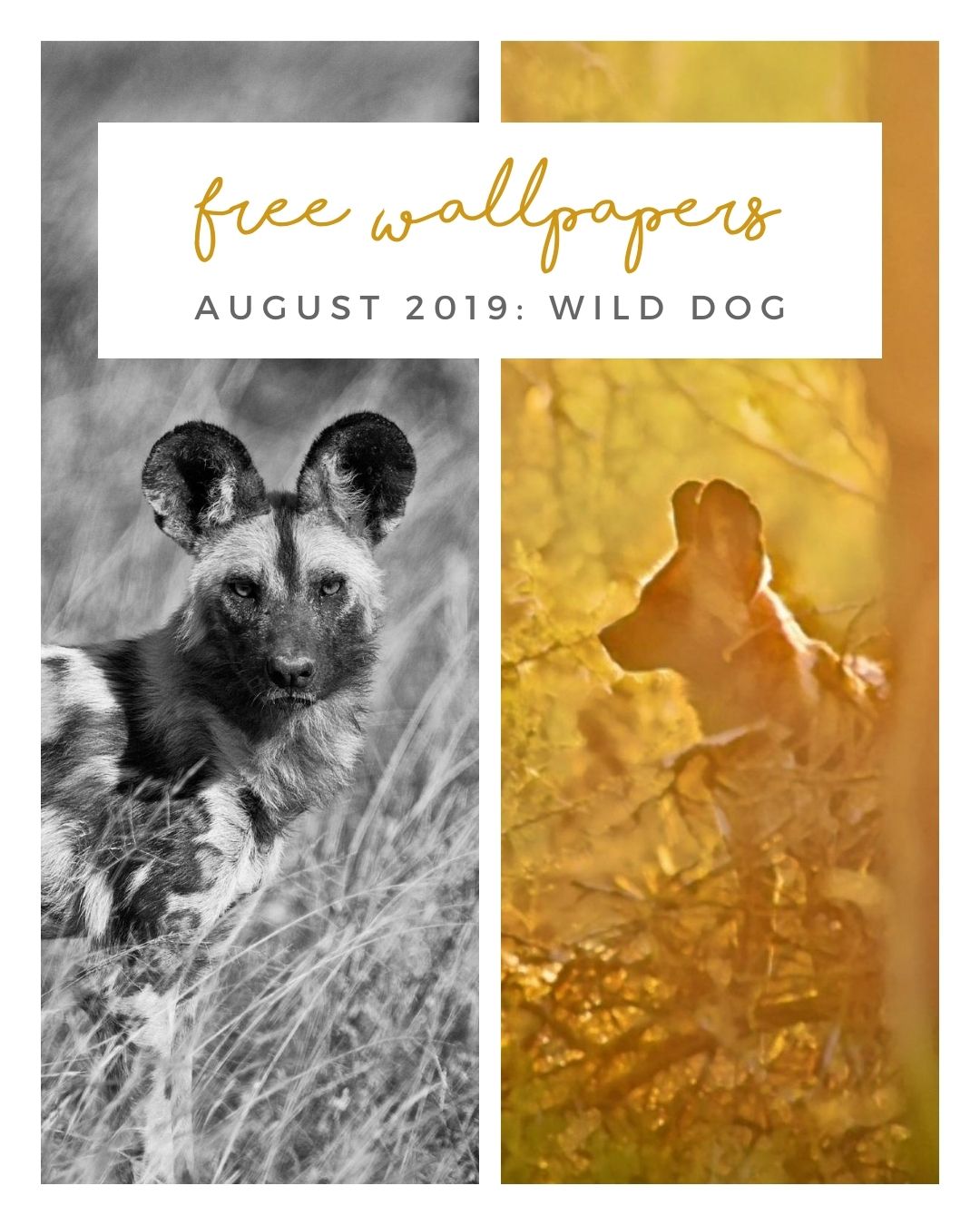 FREE AUGUST DOWNLOADS