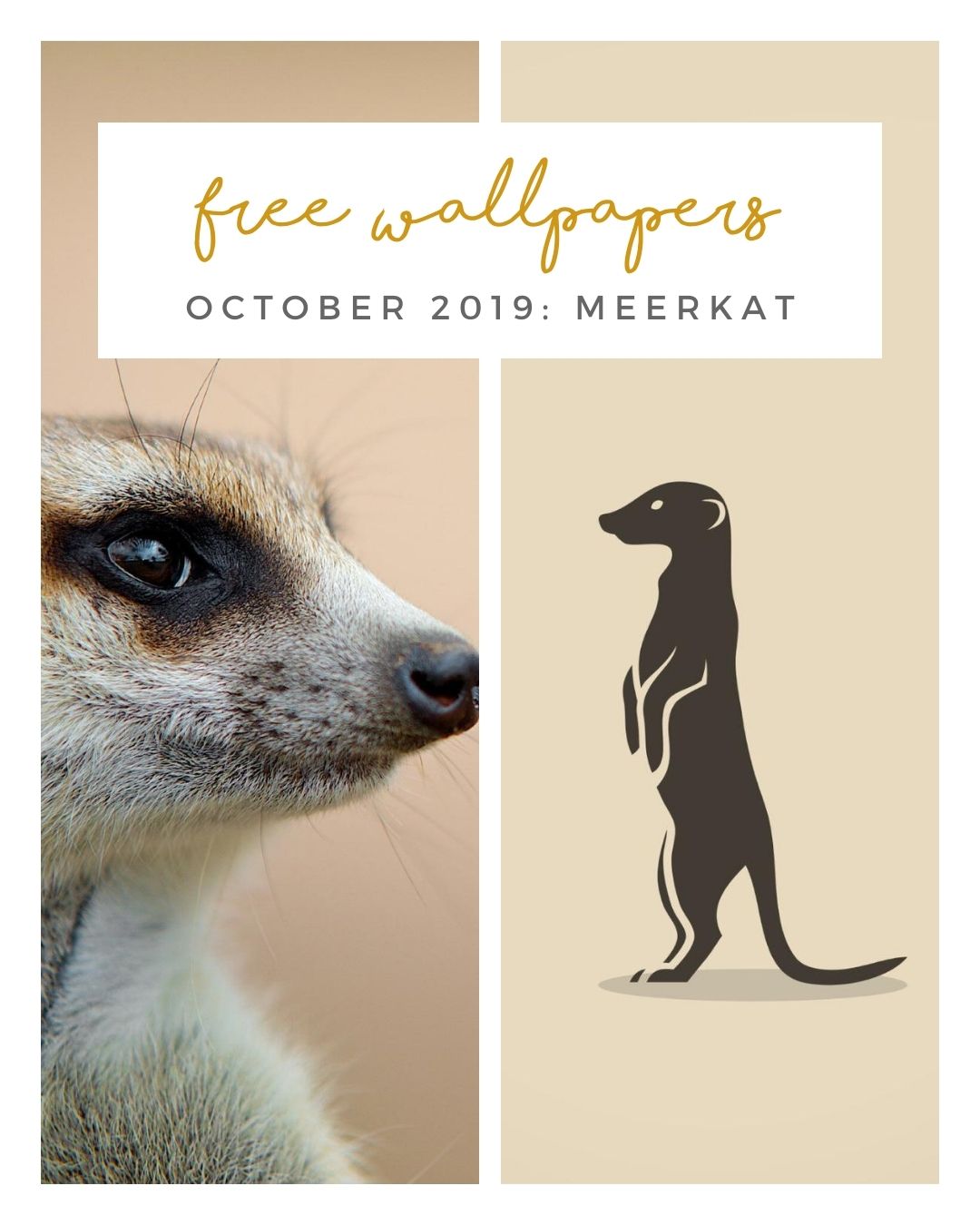 Close-up profile of meerkat face