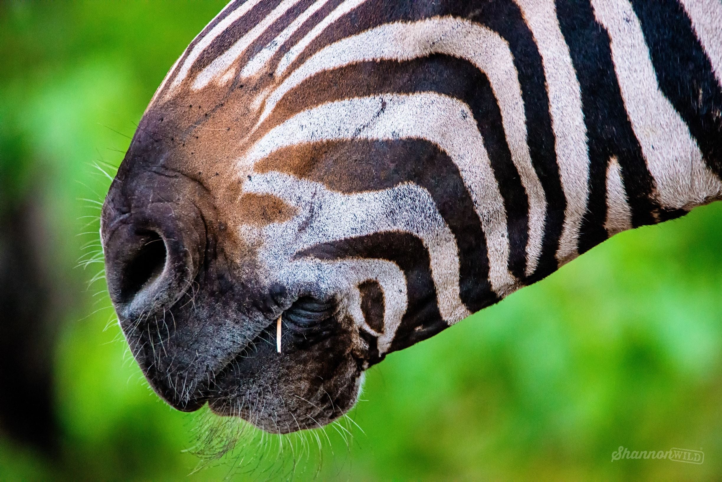 The Zebra Bracelet - Strength in Unity