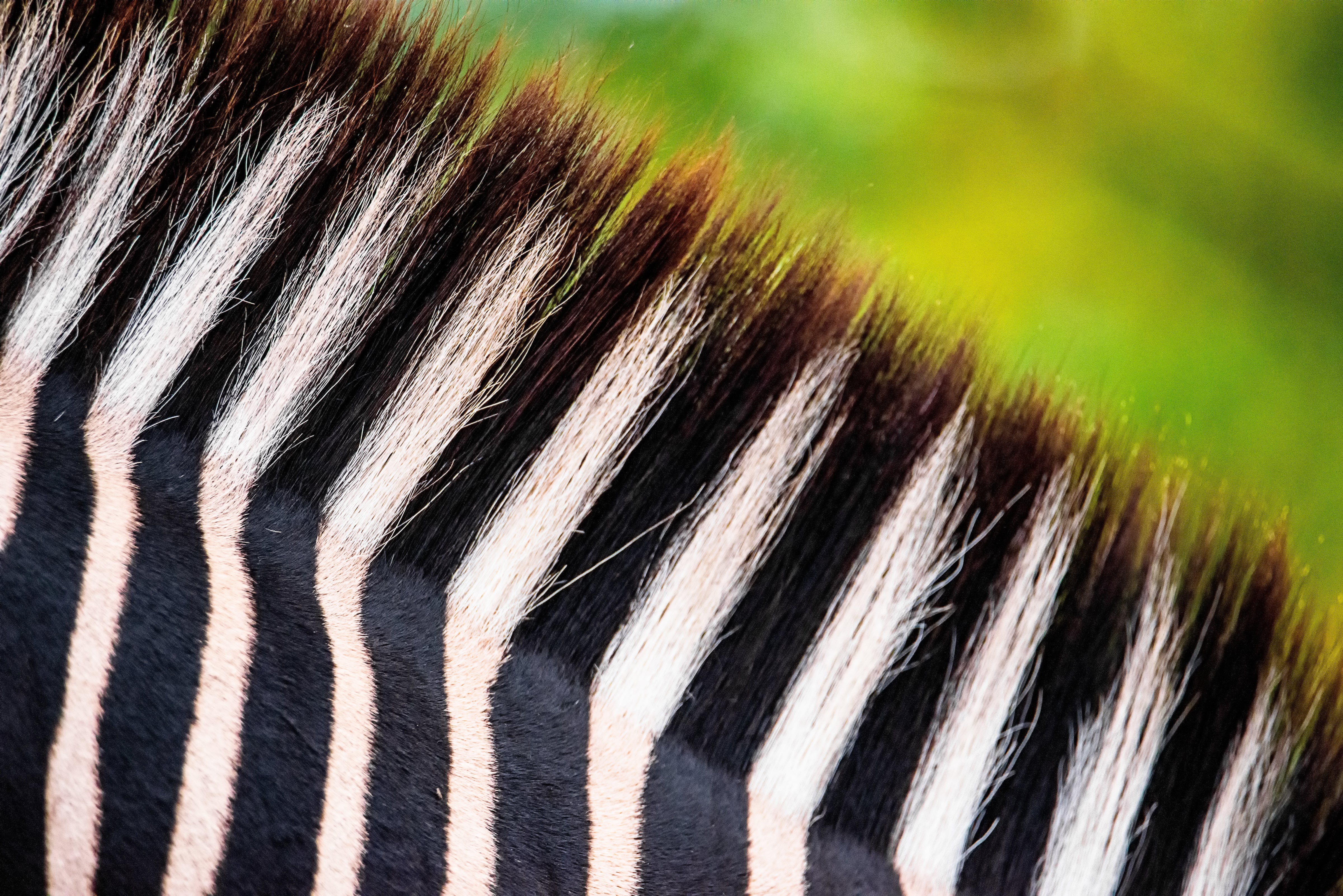 The Zebra Bracelet — Balance, Unity, and Individuality