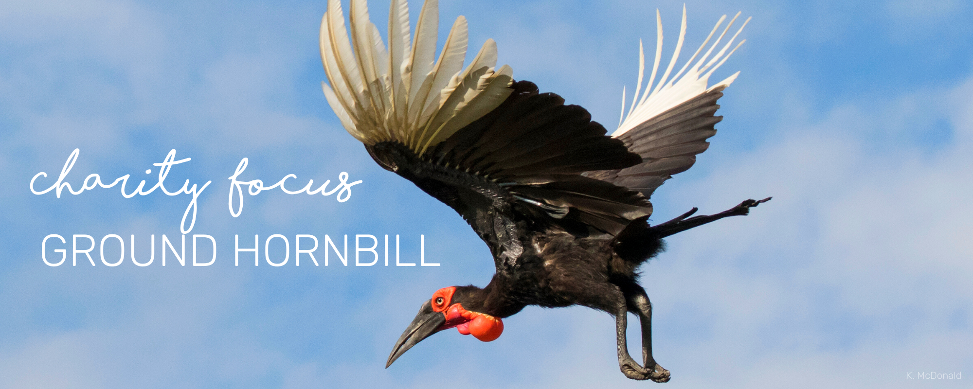 CHARITY SPOTLIGHT: GROUND HORNBILL