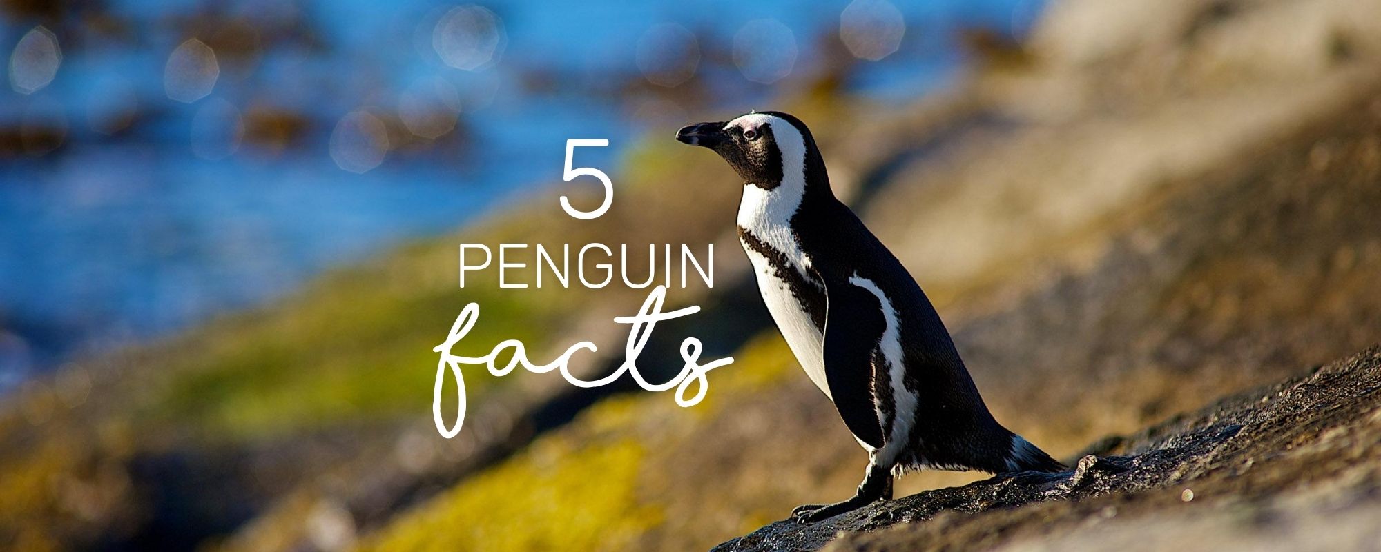 5 SURPRISING FACTS ABOUT PENGUINS