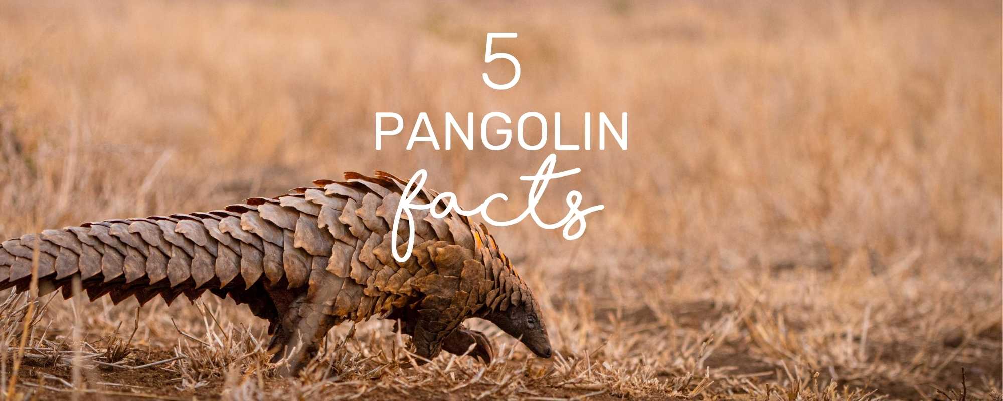 5 REMARKABLE PANGOLIN FACTS