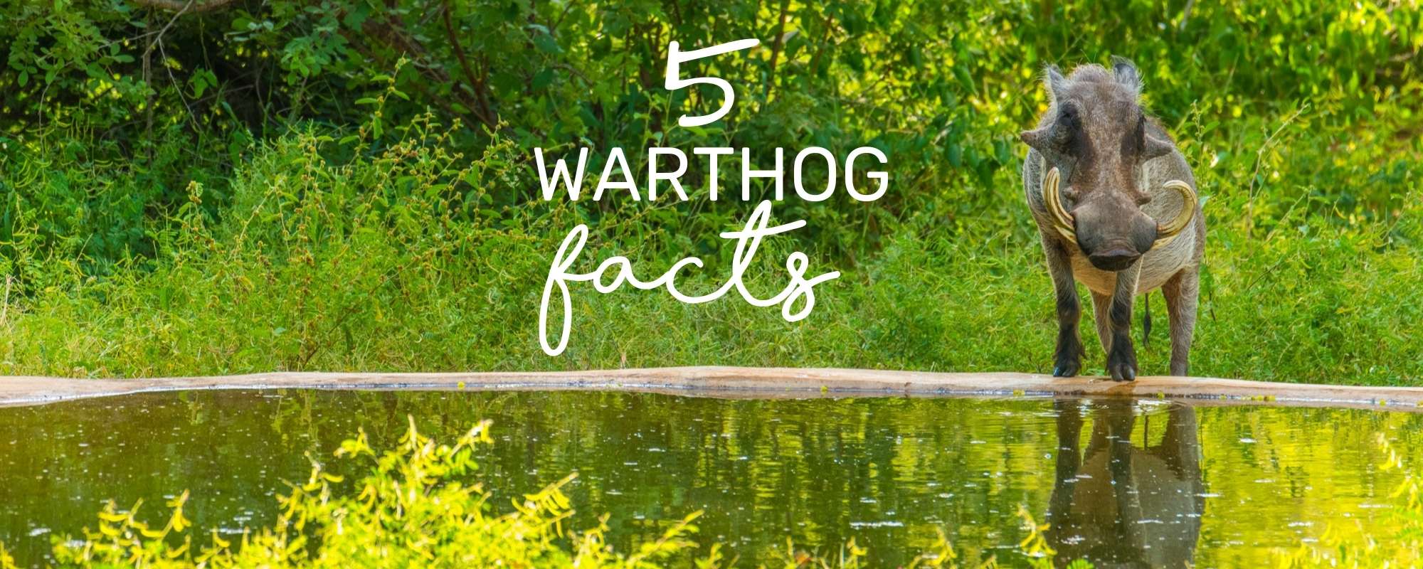 5 SURPRISING WARTHOGS FACTS