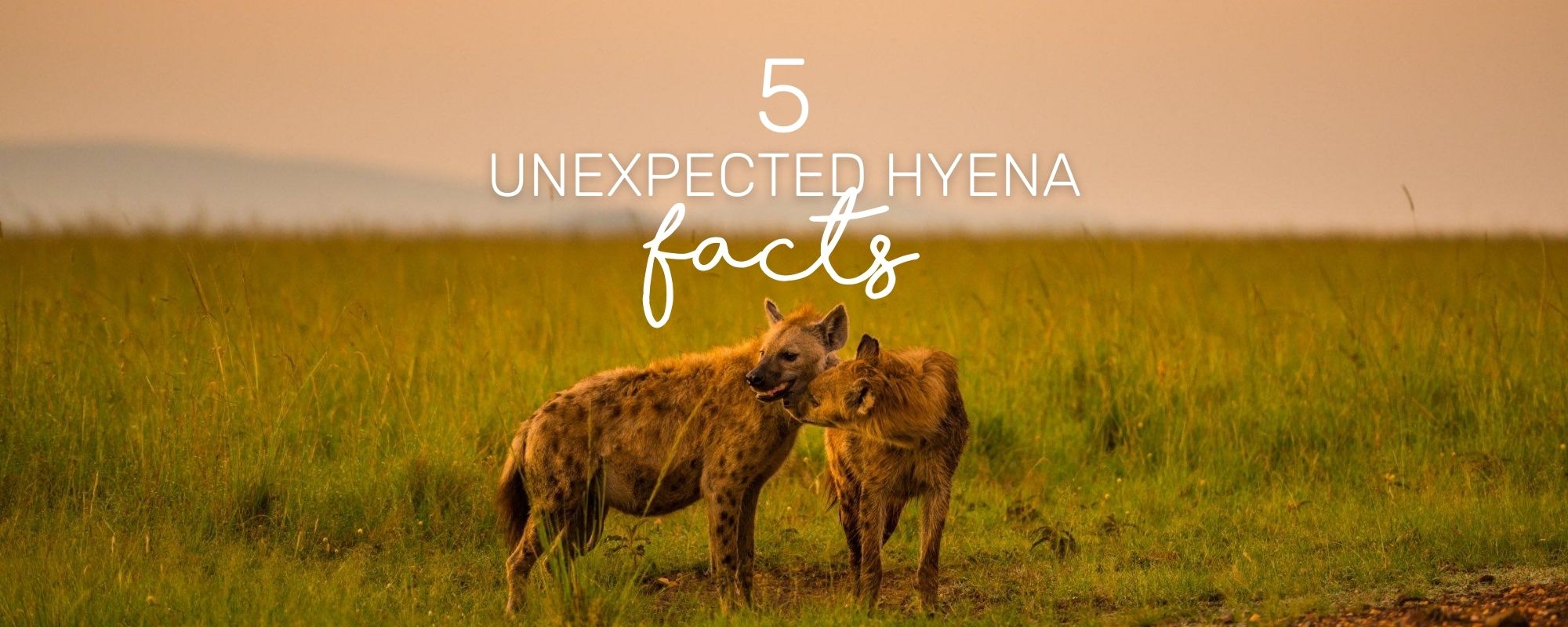 5 UNEXPECTED HYENA FACTS