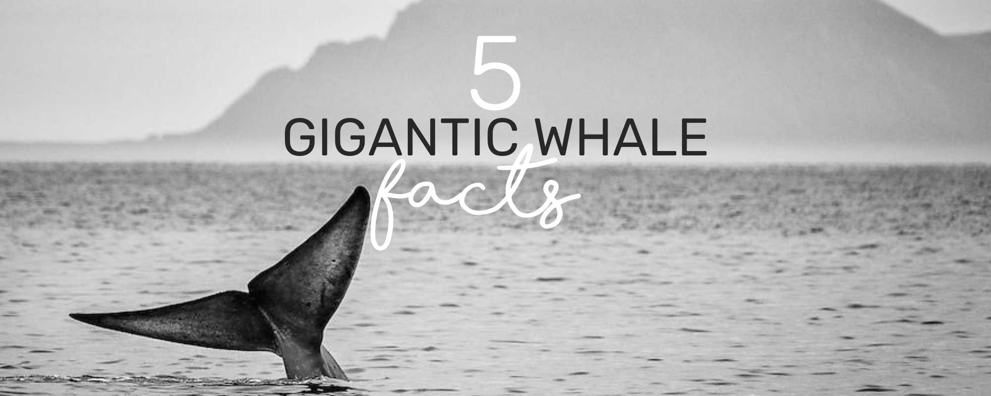5 GIGANTIC WHALES FACTS