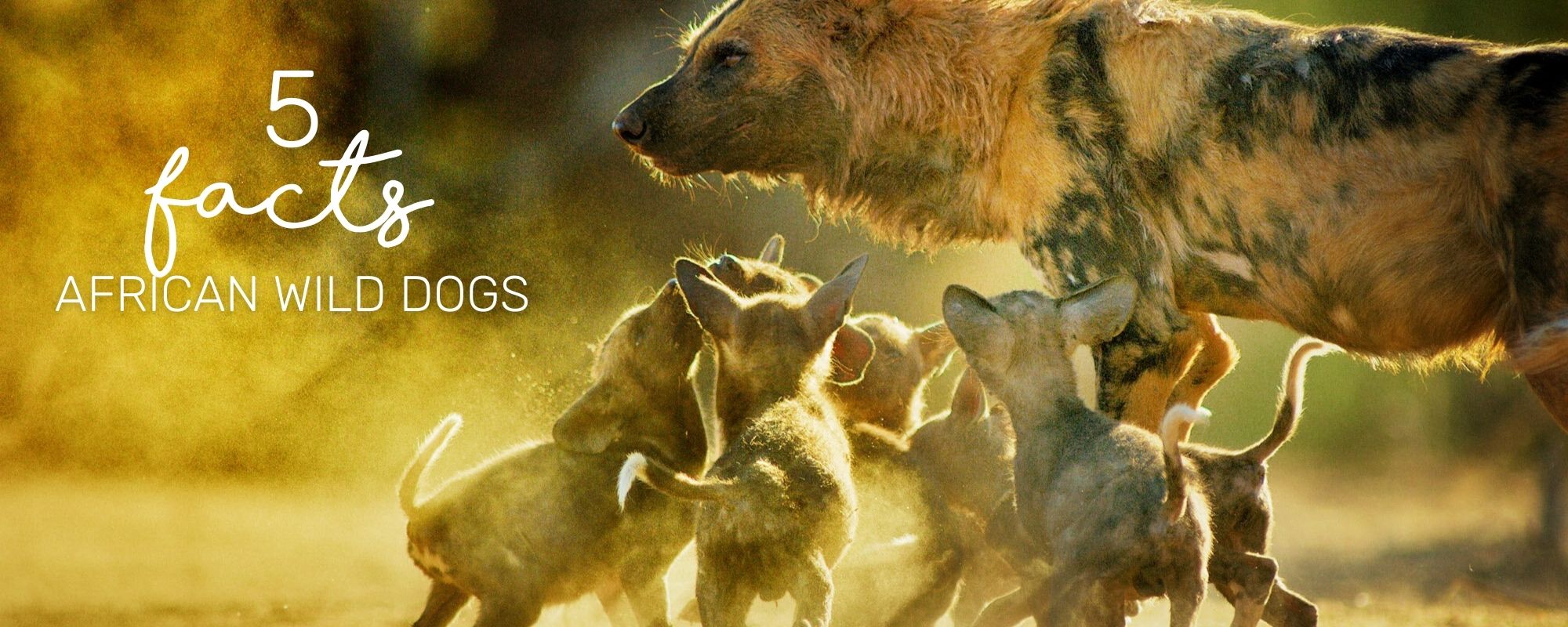 5 INCREDIBLE FACTS ABOUT AFRICAN WILD DOGS