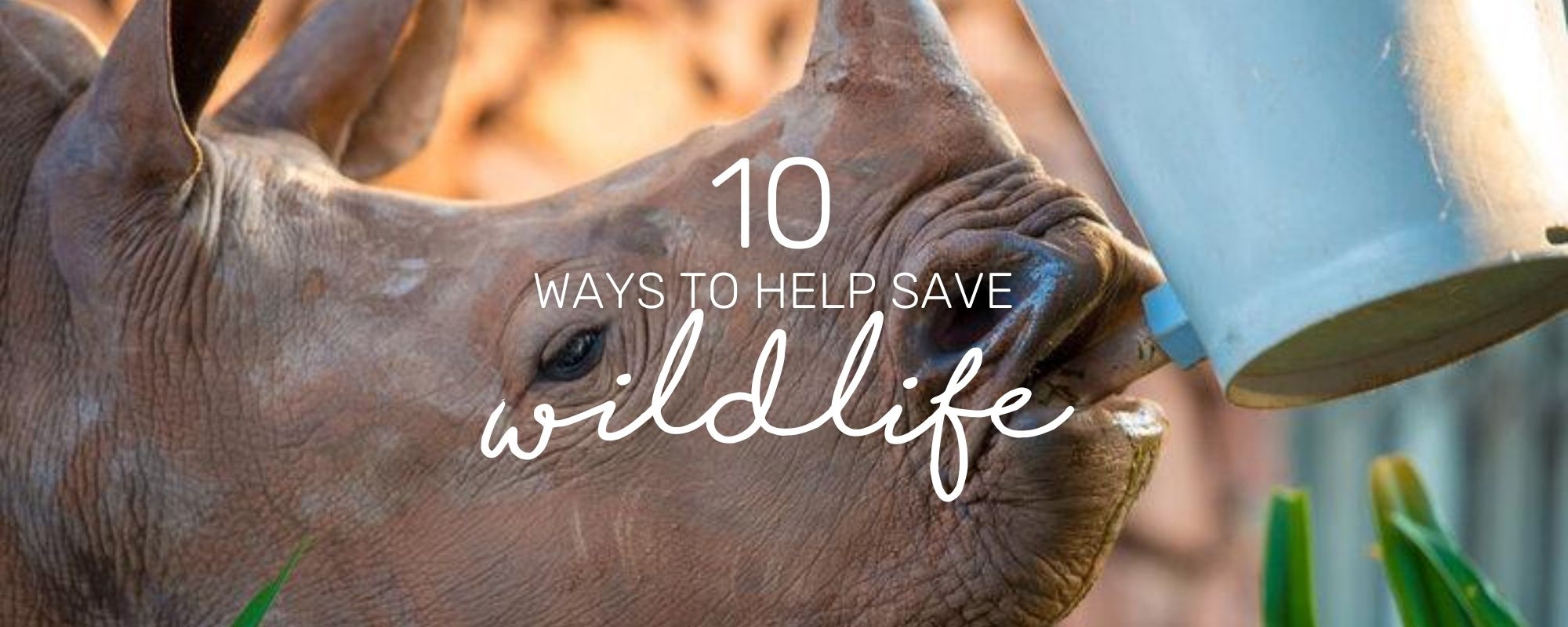 10 SIMPLE WAYS TO SAVE WILDLIFE