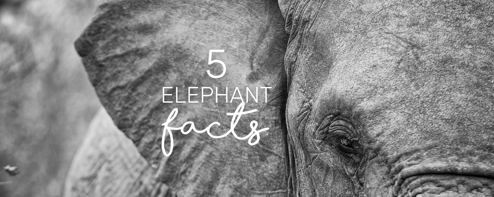 5 SURPRISING FACTS ABOUT ELEPHANTS