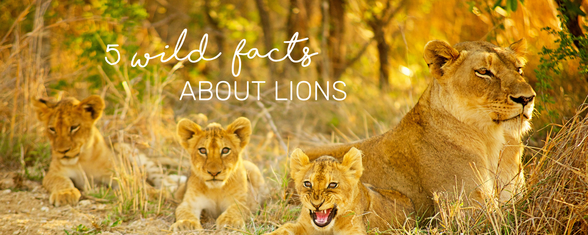 5 LION WILD FACTS