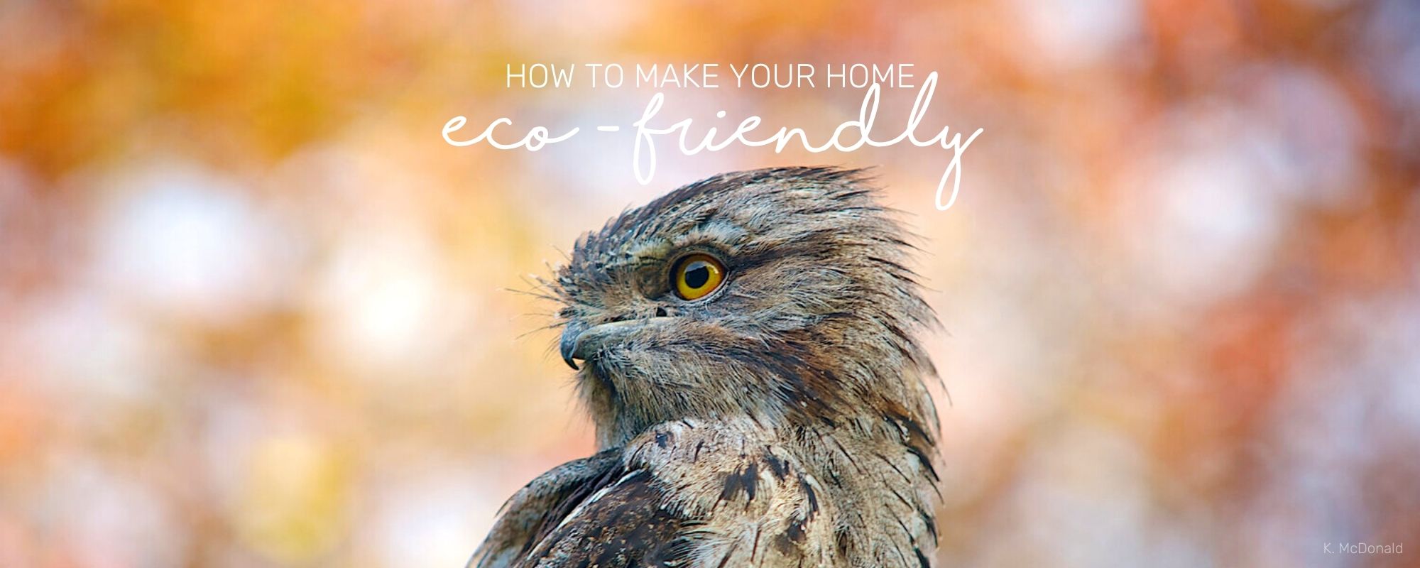 HOW TO MAKE YOUR HOME ECO-FRIENDLY