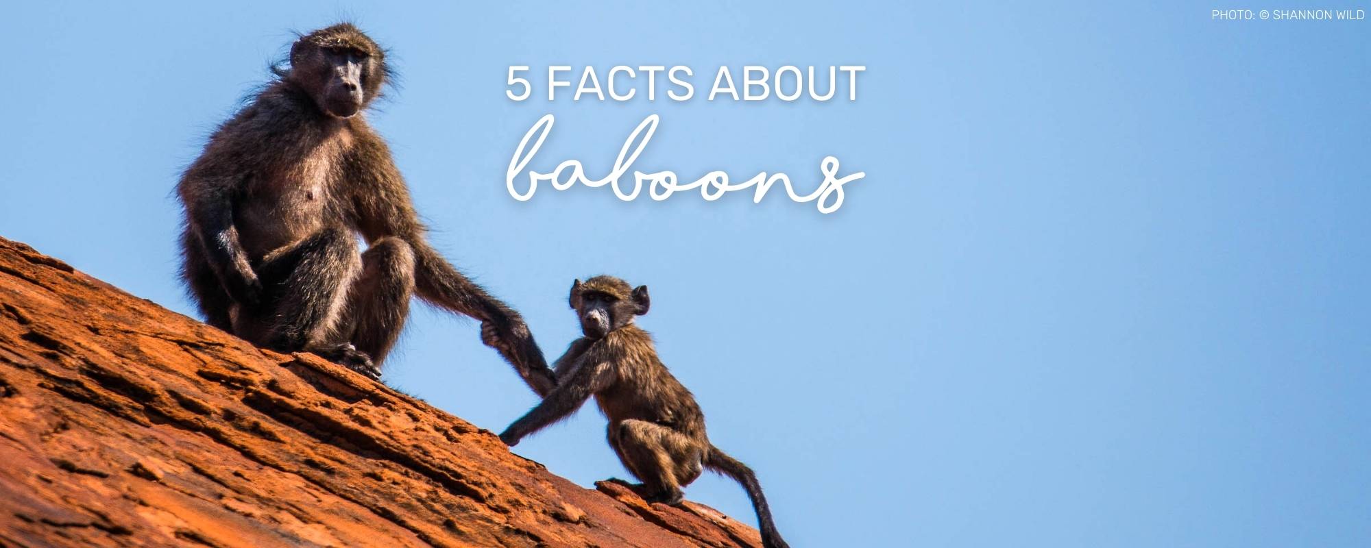 5 FACTS ABOUT BABOON