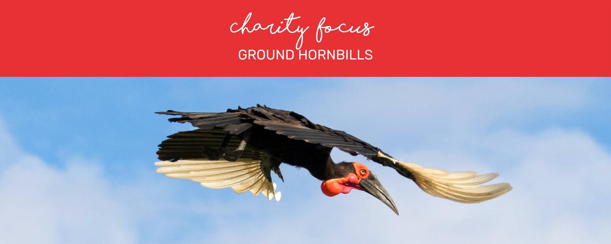 CHARITY FOCUS: APNR GROUND HORNBILL PROJECT