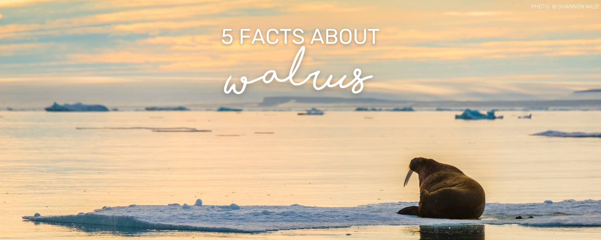 5 WALRUS FACTS