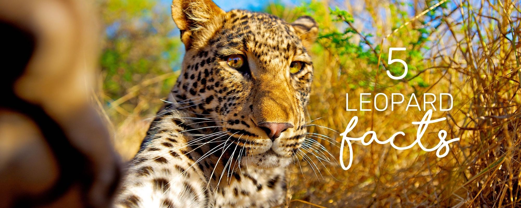5 REMARKABLE FACTS ABOUT LEOPARD