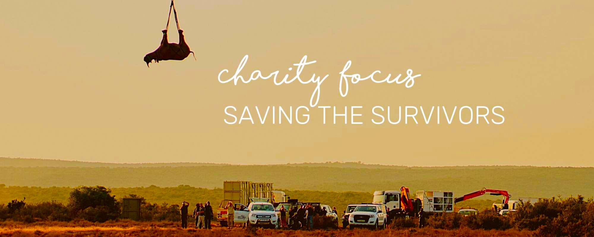 CHARITY FOCUS: SAVING THE SURVIVORS