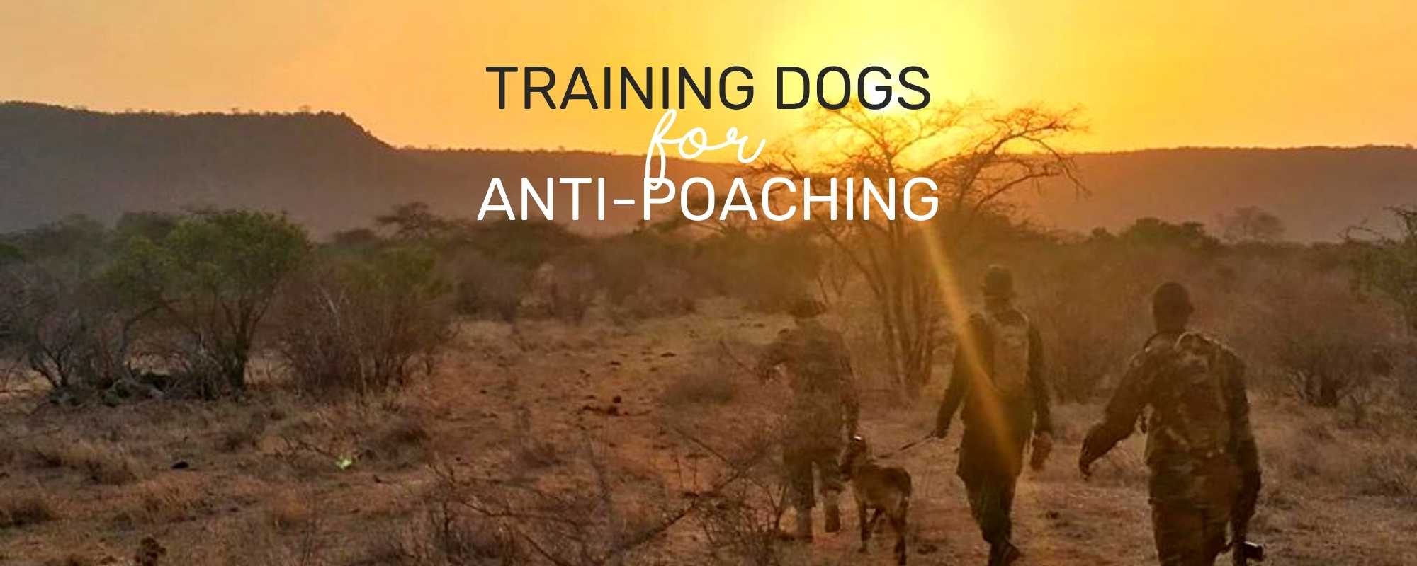 TRAINING DOGS FOR ANTI-POACHING