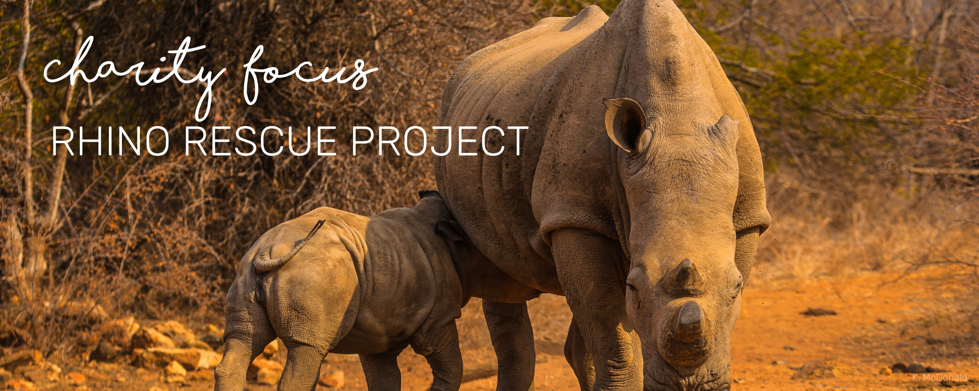 CHARITY FOCUS - RHINO RESCUE PROJECT