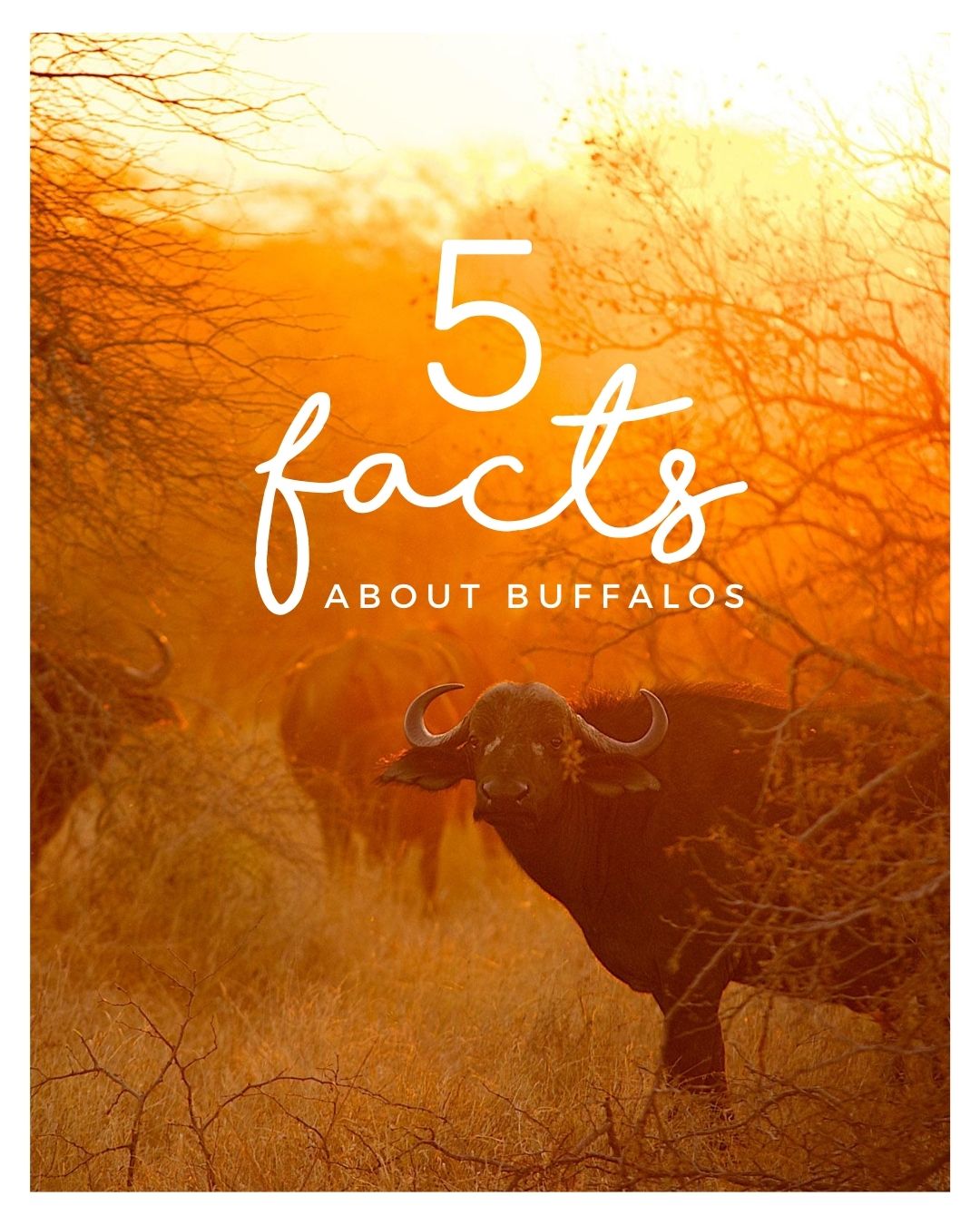5 INTRIGUING BUFFALO FACTS