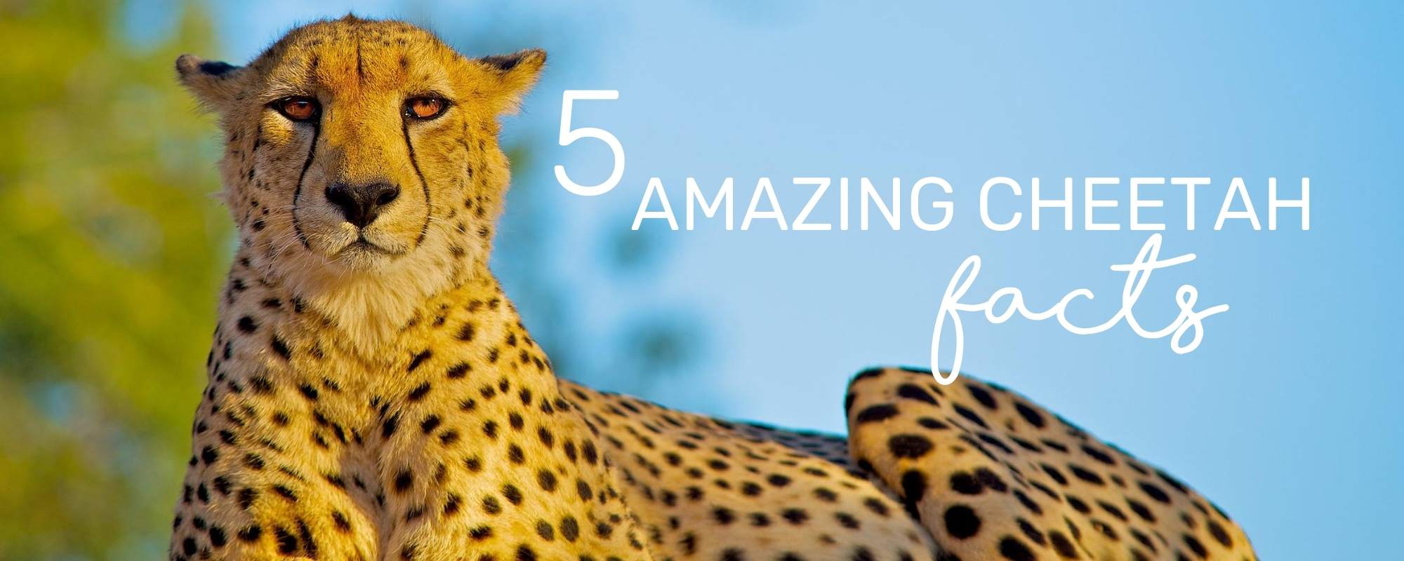 5 CHEETAH AMAZING FACTS