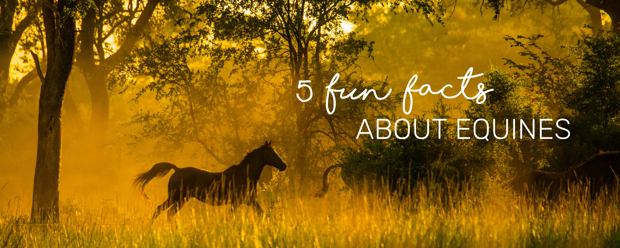 5 FUN FACTS ABOUT EQUINES
