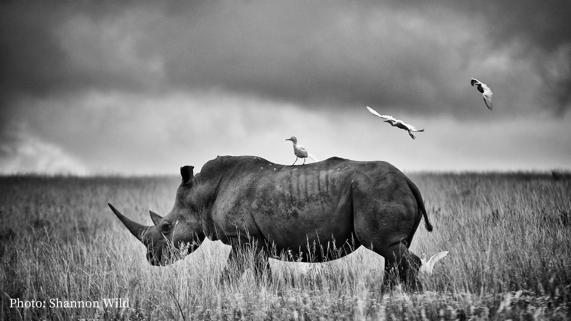 Rhinos of Africa: Threats, Conservation And Those We Support