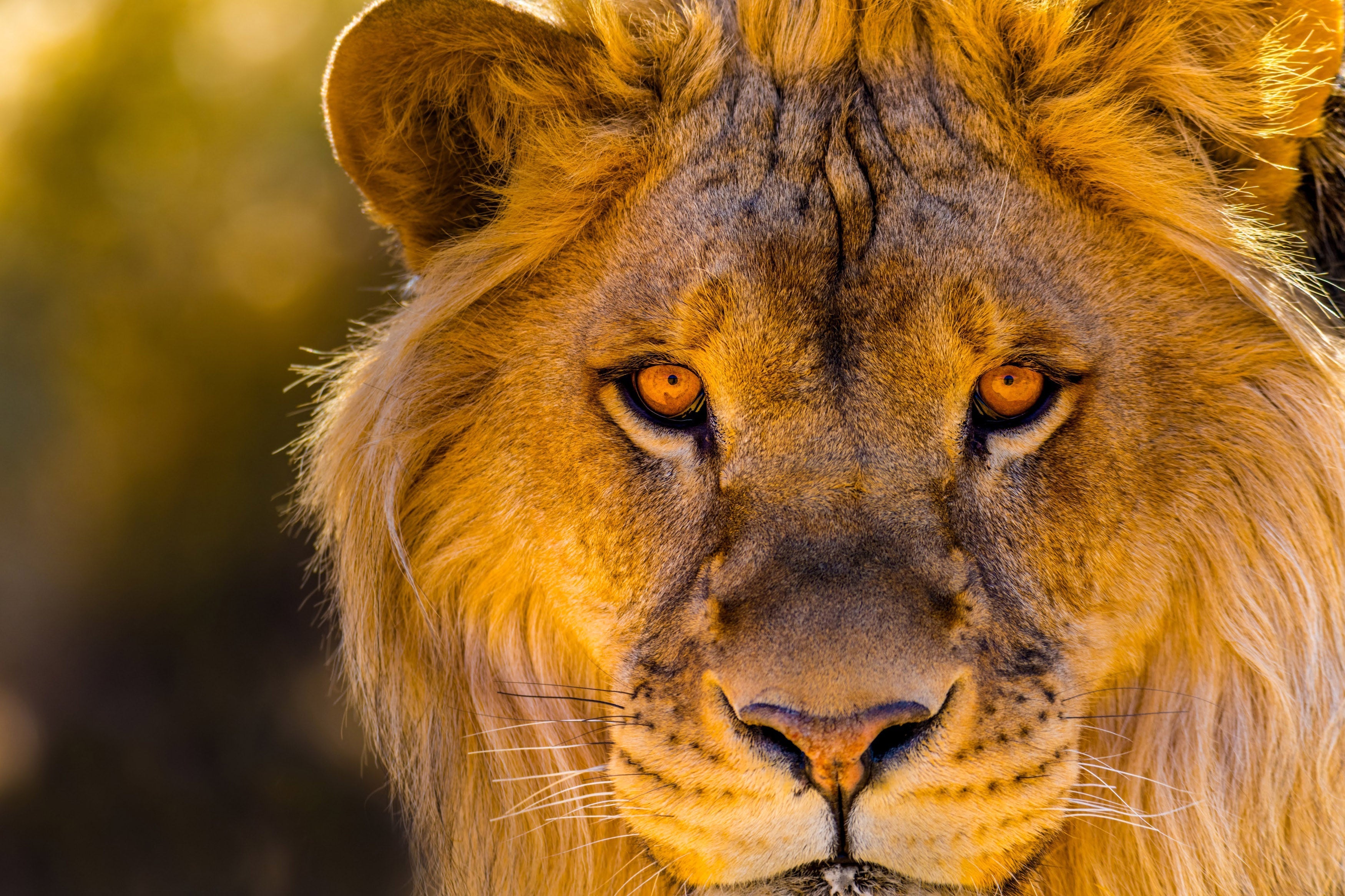 Five fascinating facts about Africa’s most iconic predator - lions