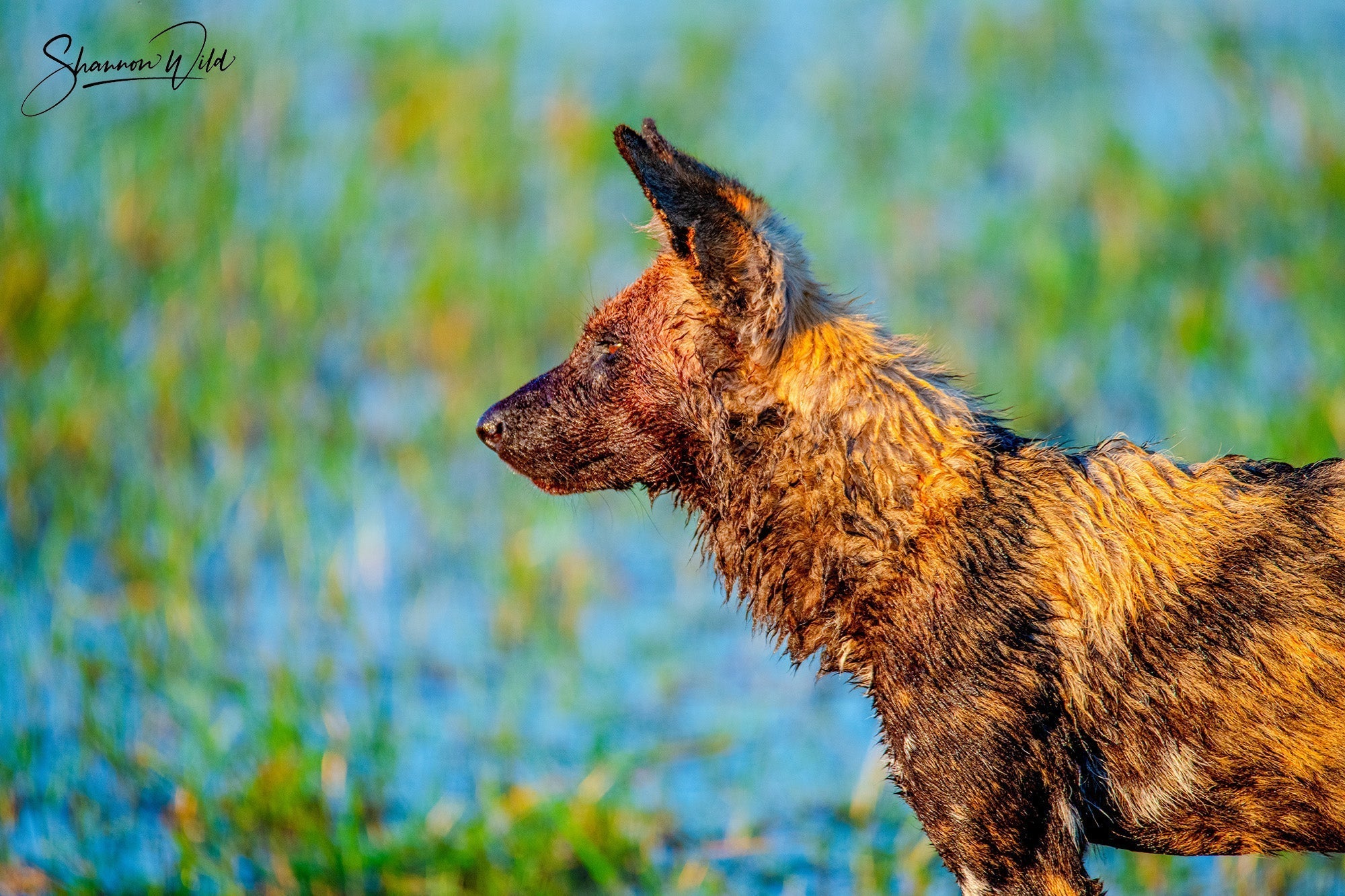 5 Fast Facts — African wild dog
