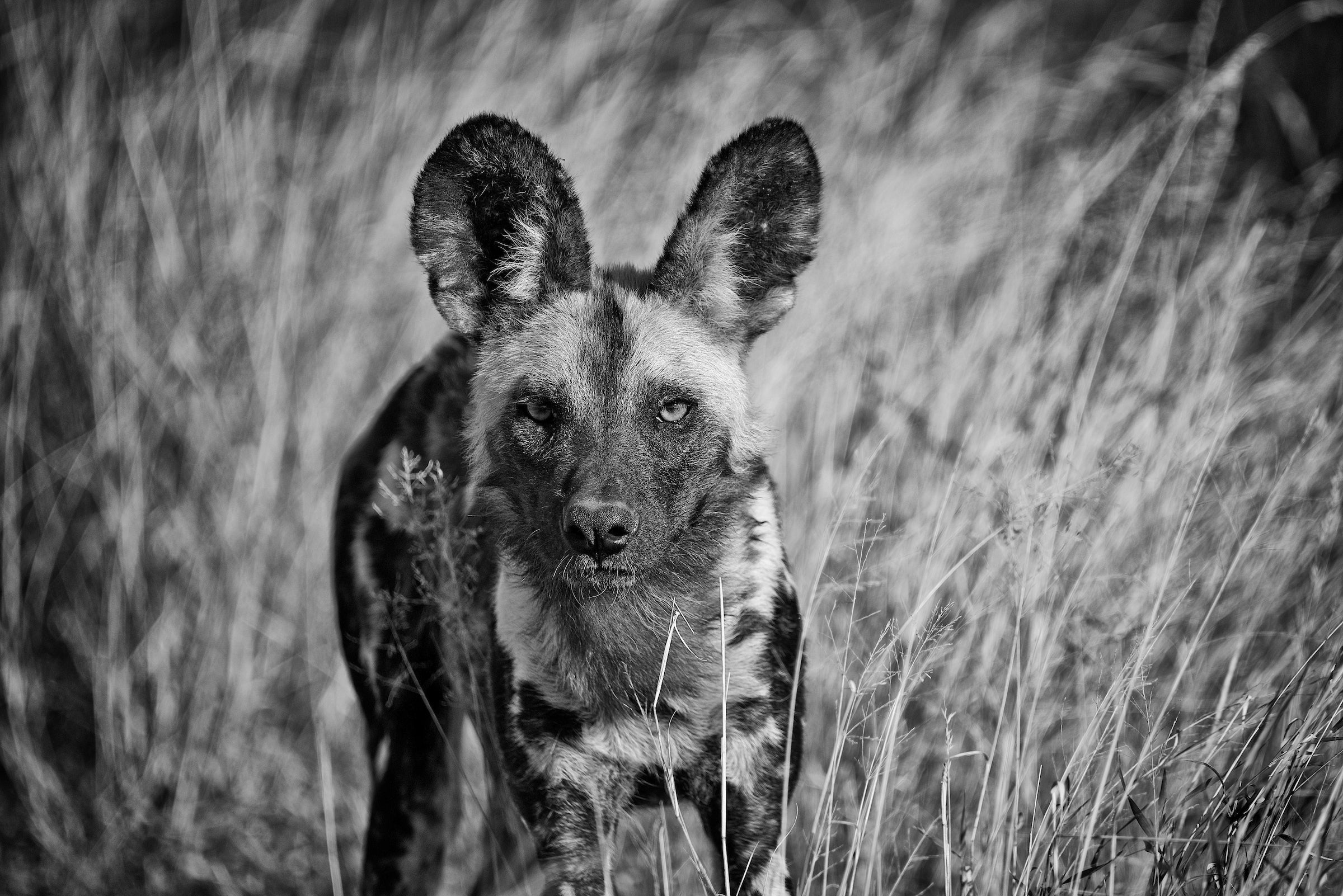Exploring African Wild Dog Facts: A Conservation Focus