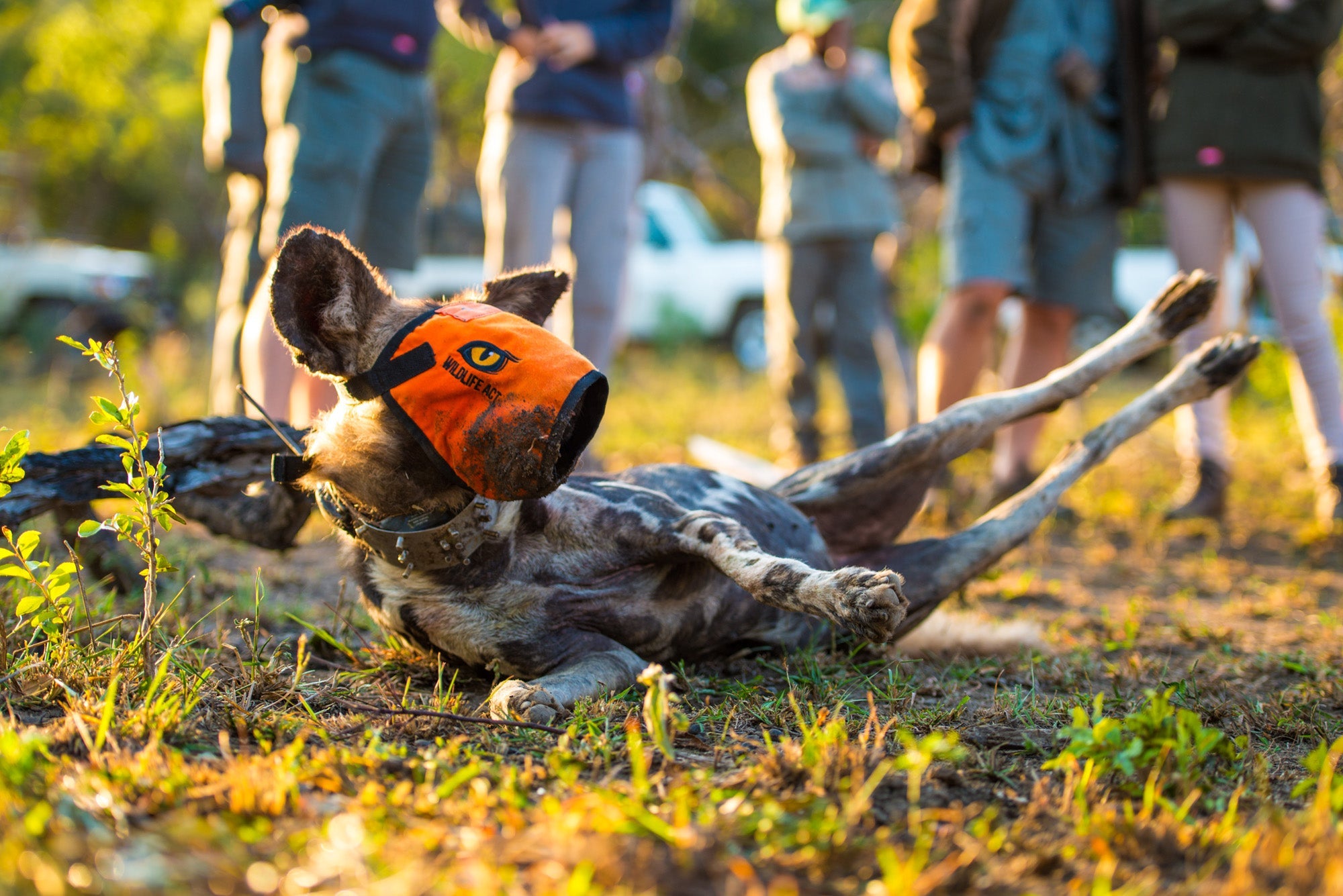 Charity Spotlight: Wildlife ACT
