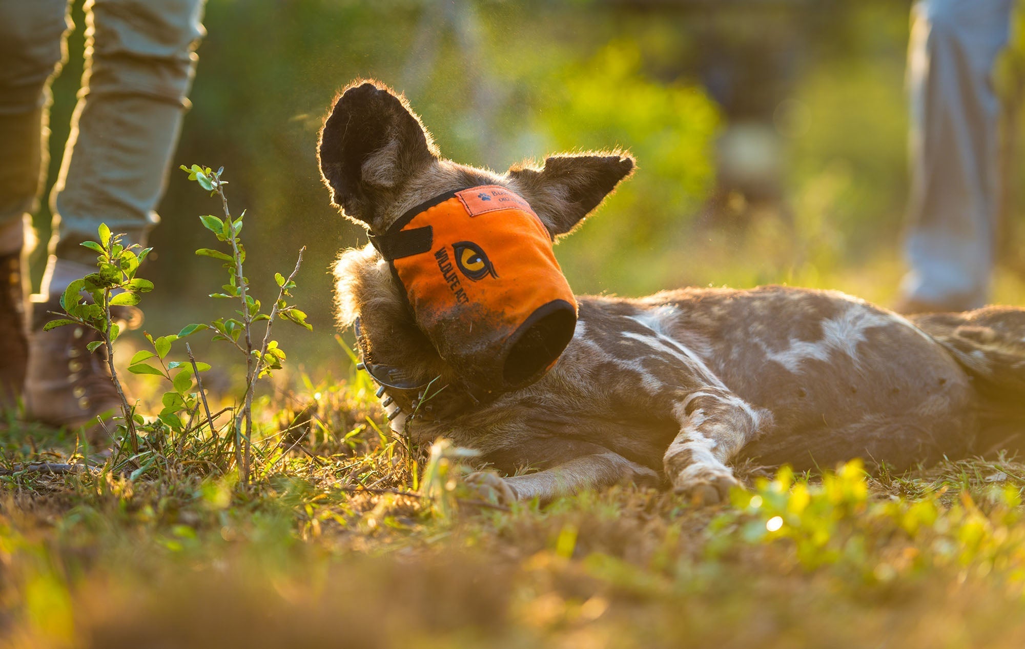 Guardians of the Wild: The Story of Wildlife ACT