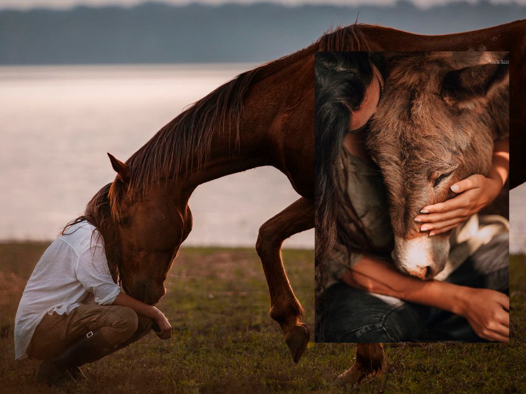 Charity Spotlight: The Backwater Sanctuary – A Lifeline for Neglected Horses